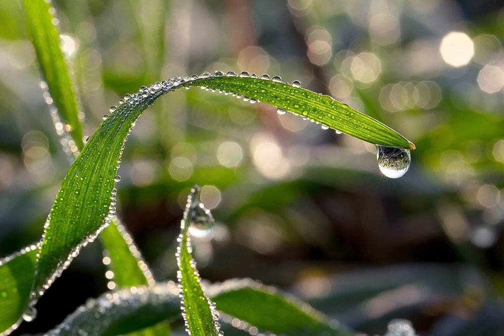 , Андрей Дитковский