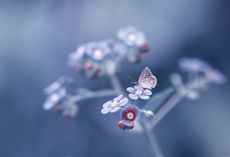 * фото превью
