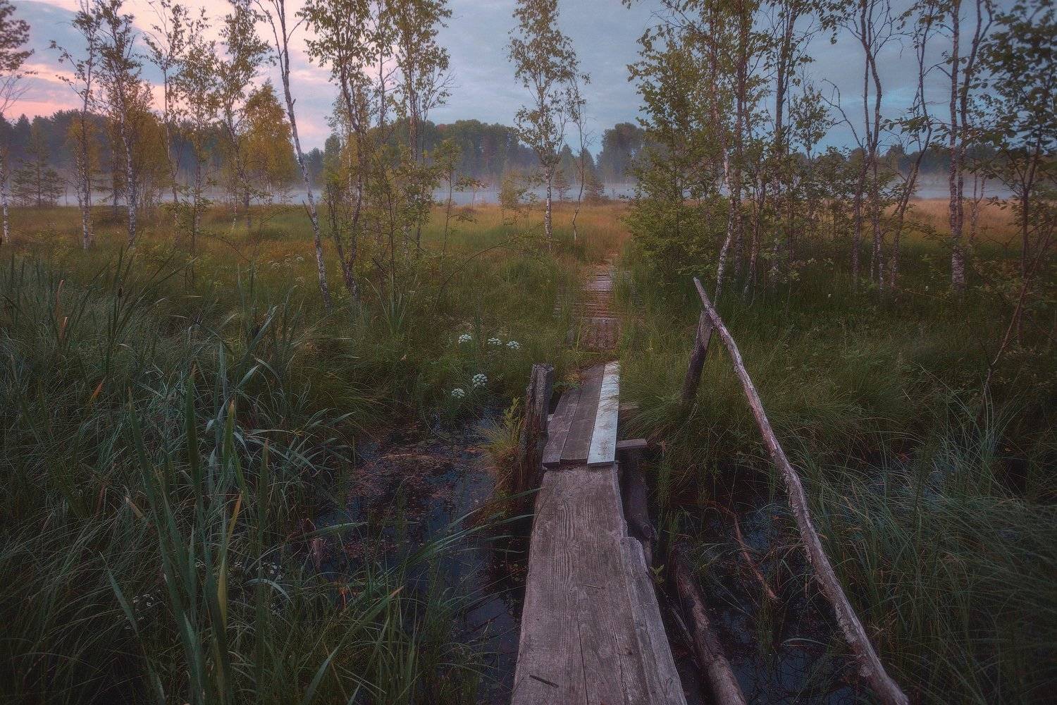 пейзаж, ленобласть, туман, landscape, nature, природа, foggy, forest, рассвет, болото, ленинградская область, Таня SHE (Aiya)