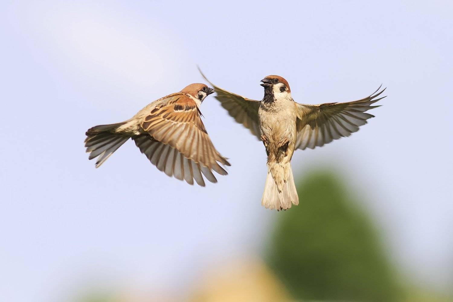 воробьи, Наталья