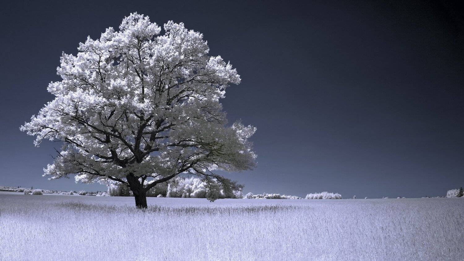 infrared,ик-фото,инфракрасное фото,инфракрасная фотография,пейзаж,природа,беларусь,лето, Sixten ( Сергей )