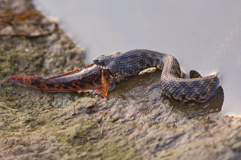водяной, уж, natrix, tessellata, хортица Рыжий ужин фото превью
