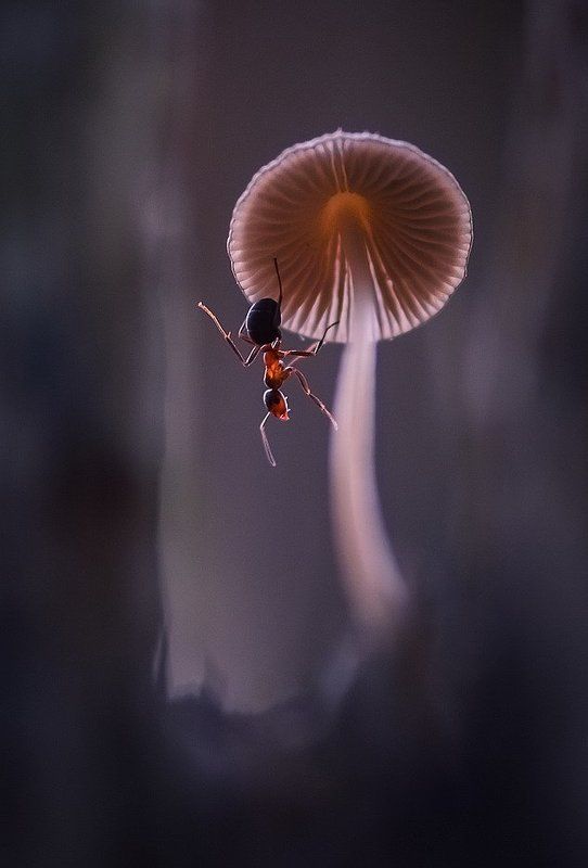 Домой фото превью