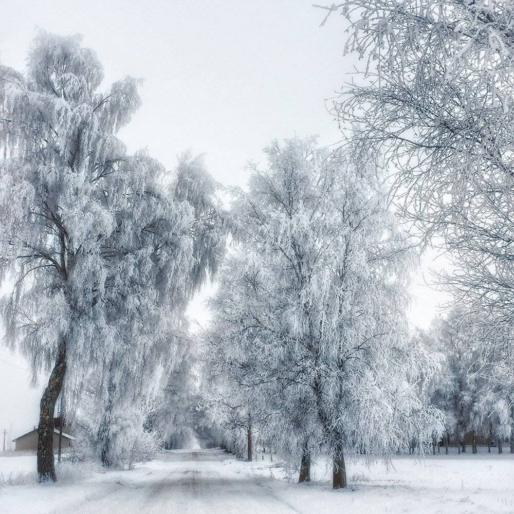 Полдень. Автор: Daiva Seibeliene , Daiva Seibeliene