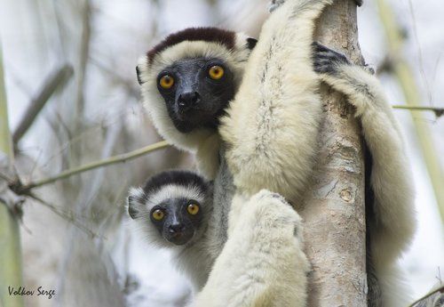 Любопытство в крови!