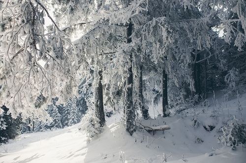 Снежный лес