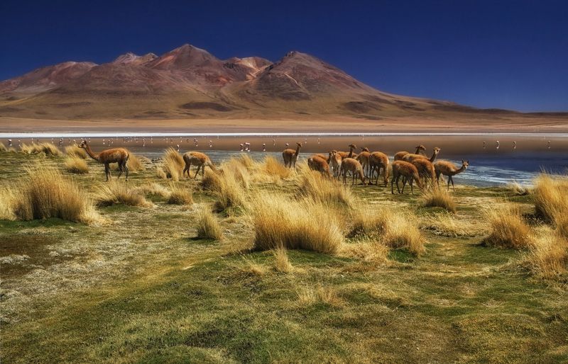 bolivia Пугливое золото Анд (remake) фото превью