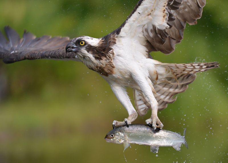 osprey, dive, finland, fish Osprey dive фото превью
