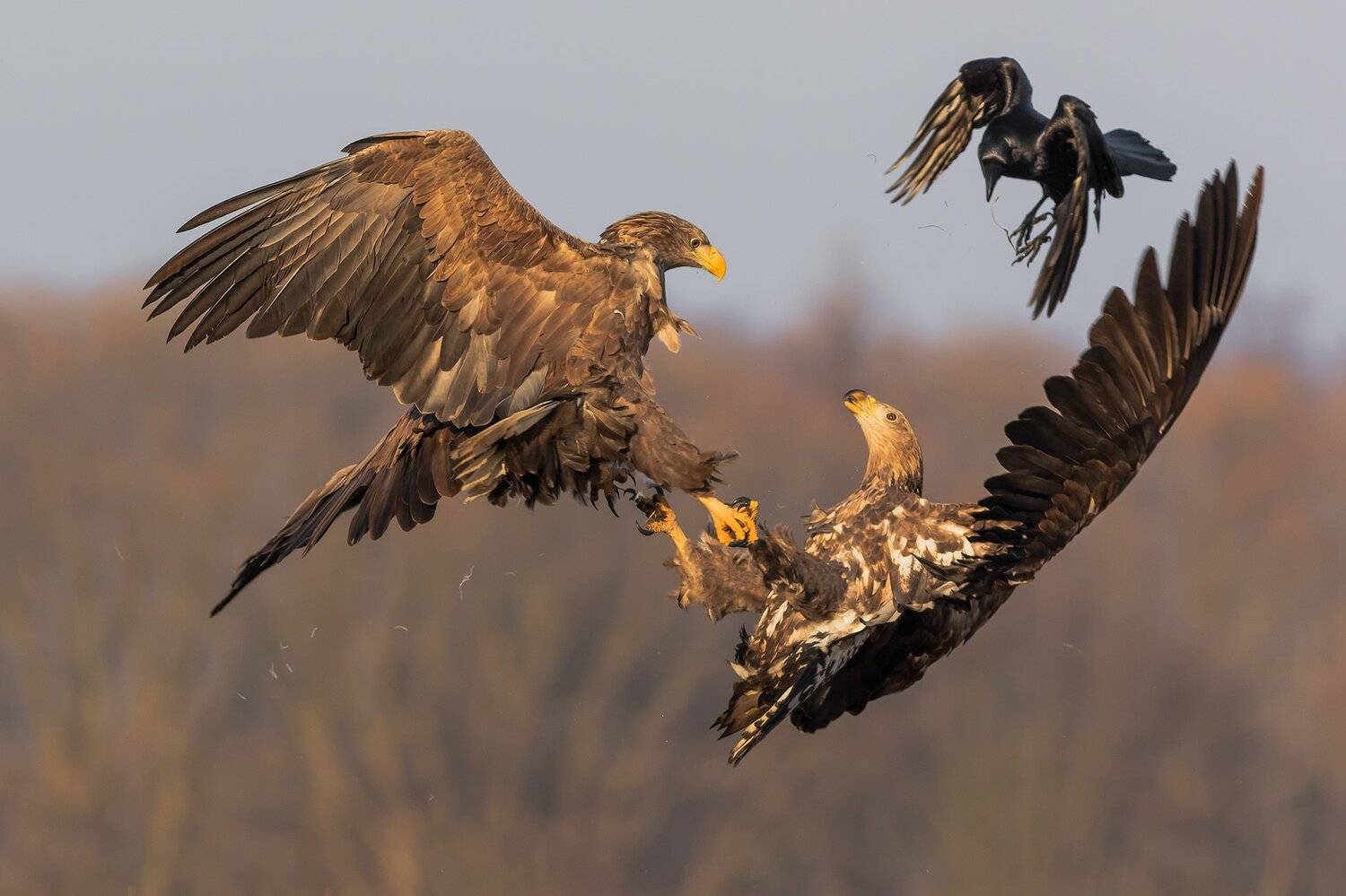, Łukasz Sok&oacute;ł