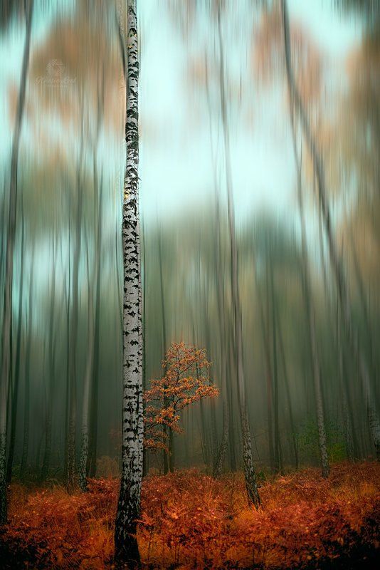 fall фото превью