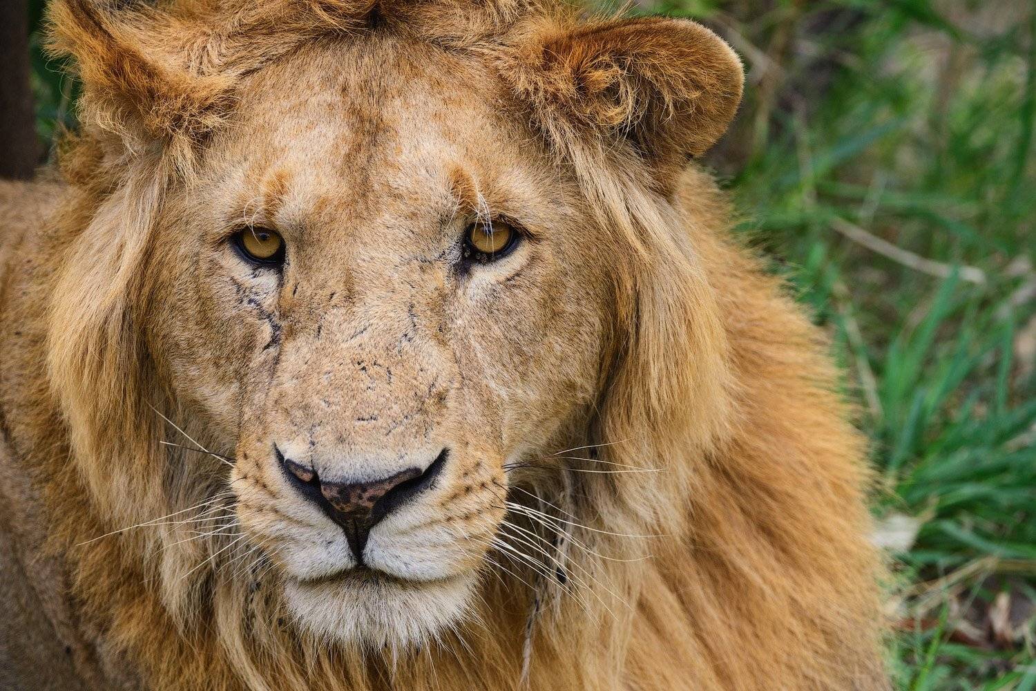 , Андрей Ведерников