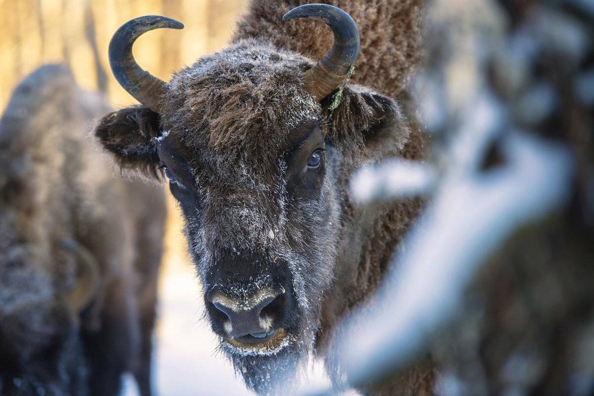 мужик, Александр Маркелов