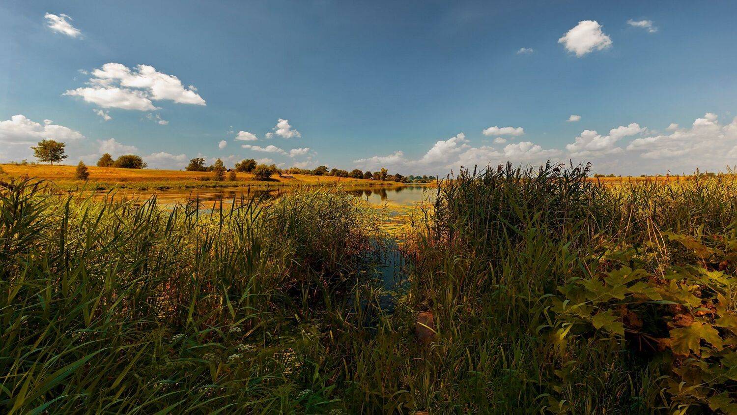 пейзаж, лето, беларусь, природа, Sixten ( Сергей )