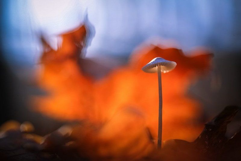 Возле леса на опушке фото превью