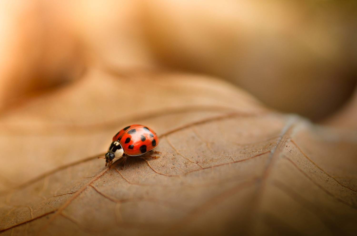 , Андрей Степанов