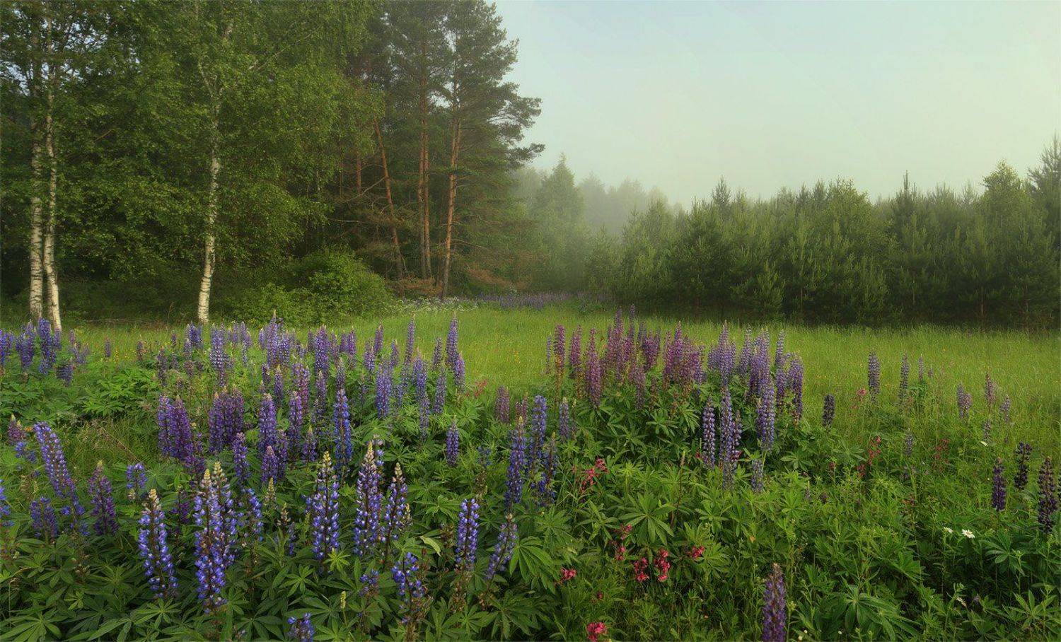утро туман, Дмитрий Алексеев