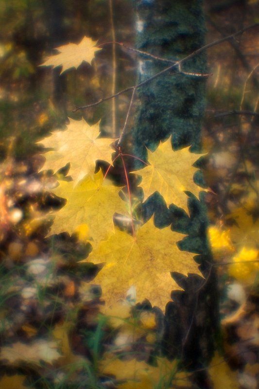 фото, монокль, monolens, pictorial, pictorealism, пиктореализм, мягкорисующая оптика Мягкие осенние краски фото превью