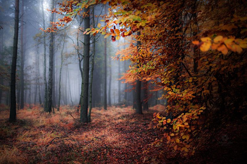 magic forest фото превью