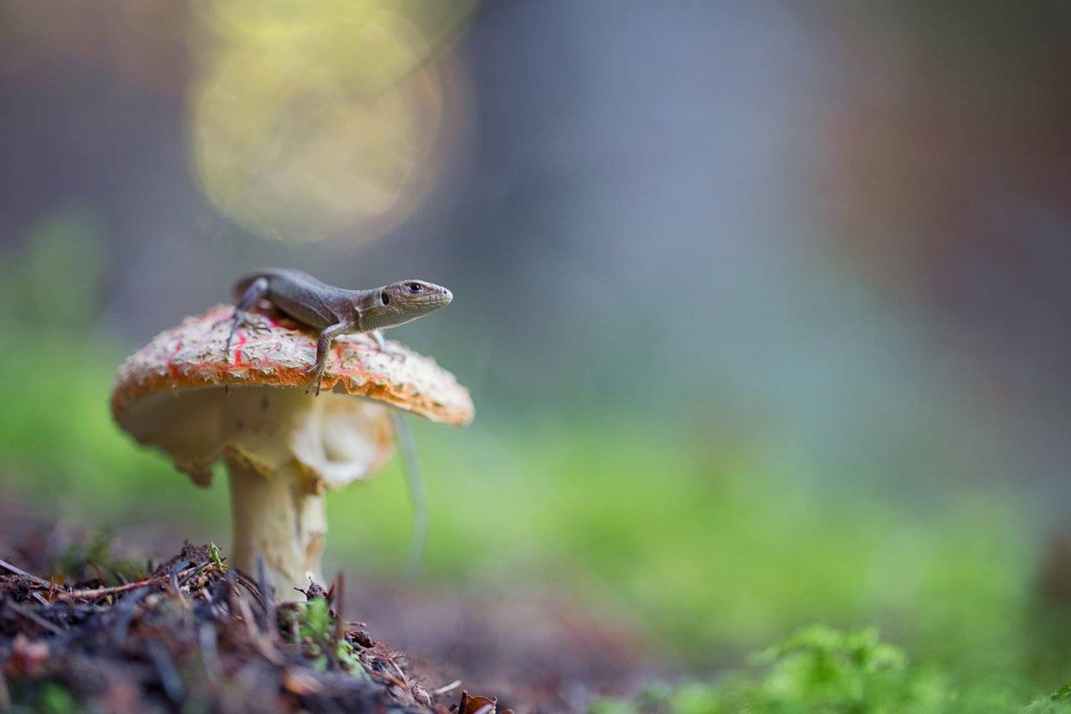 lizard,macro,reptile,lacerta viridis,light,bokeh,beautiful,fairy,close up,nature,animals,animal,wild,wildlife, Georgi Georgiev