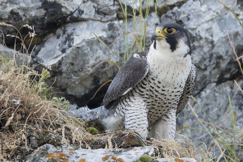 птицы,сапсан,животные,фотоохота,дикие птицы,birds,wildbirds Сапсан фото превью