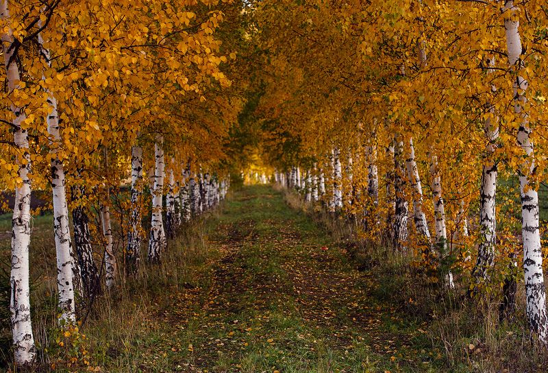 осень, березы, лес, златоуст, россия воспоминания об осени... фото превью