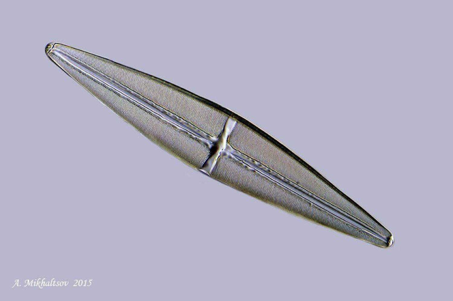stauroneis rex диатомовые водоросли, Анатолий Михальцов