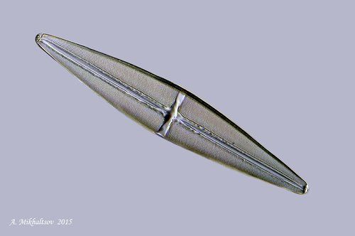 Король Ставронэис