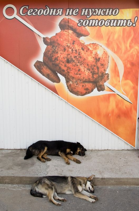 Собачьи сны фото превью