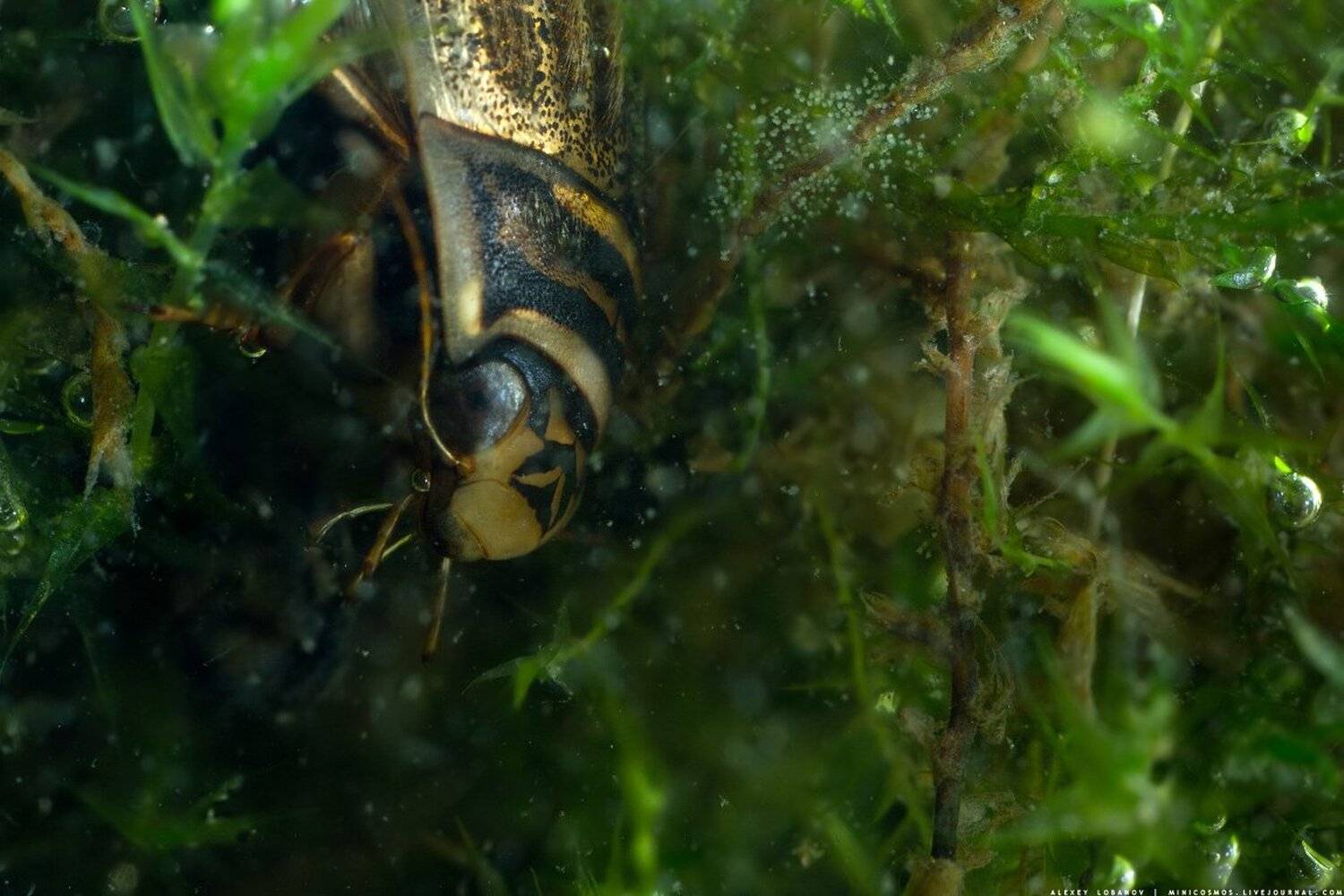 , Алексей Лобанов