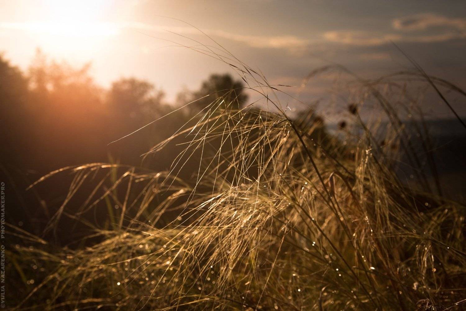 природа, россия, rain, feather, grass, sunset, sundown, ковыль, трава, дождь, закат, landscape, nature, пейзаж, Юлия Назаренко