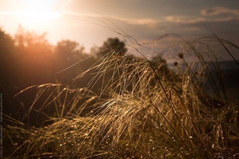 природа, россия, rain, feather, grass, sunset, sundown, ковыль, трава, дождь, закат, landscape, nature, пейзаж После дождя фото превью