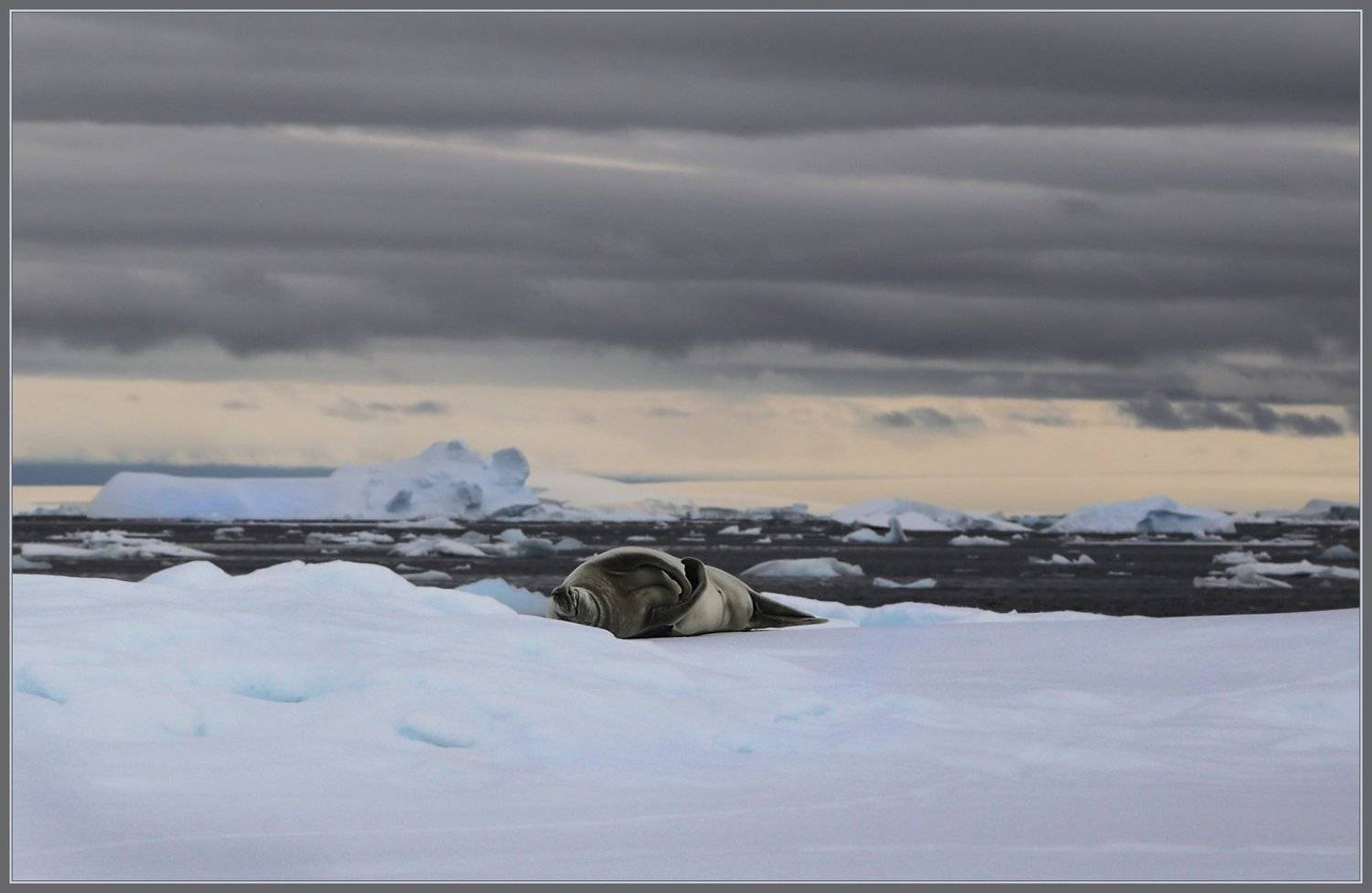 антарктика, тюлень, antarctic, seal, Вера
