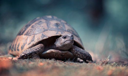 Turtle