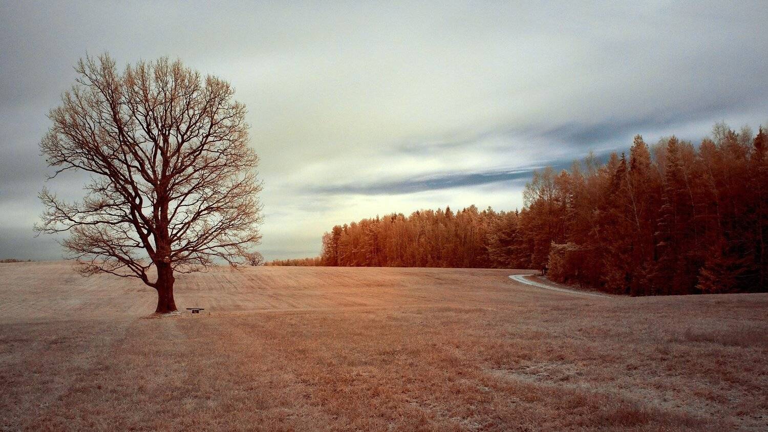 infrared,ик-фото,инфракрасное фото,инфракрасная фотография,пейзаж,природа,беларусь,осень, Sixten ( Сергей )