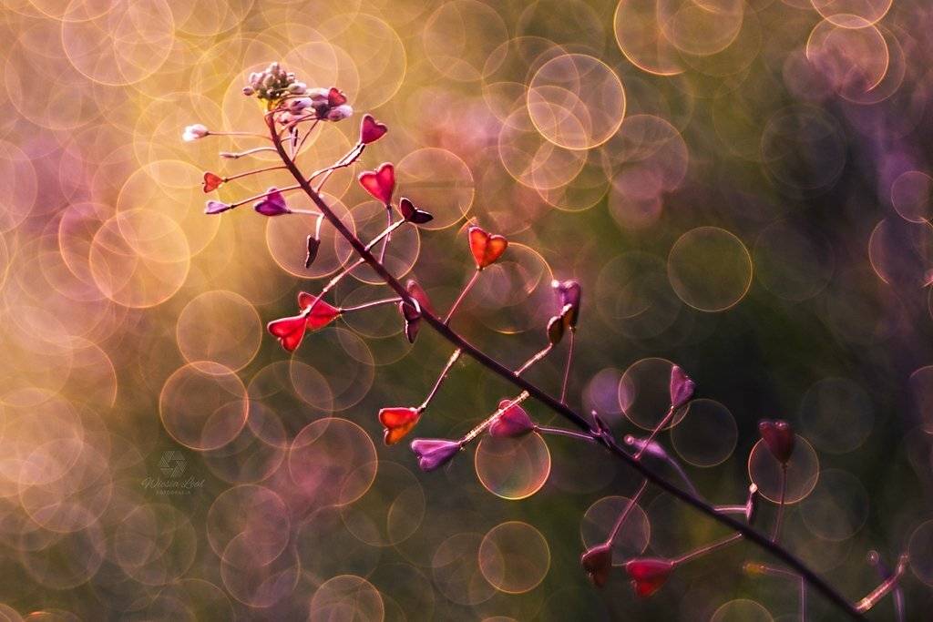 #macro, #bokeh, #trioplan, Wiesia Leal