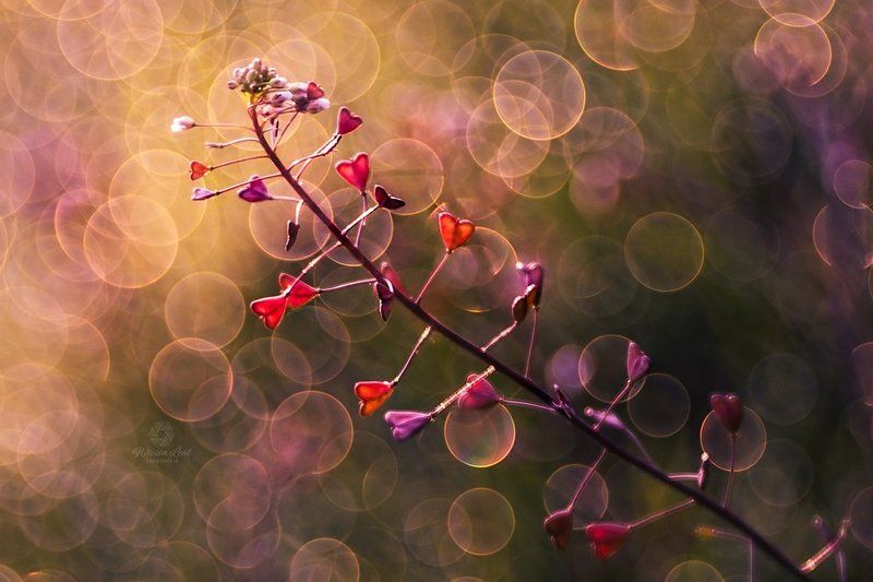 #macro, #bokeh, #trioplan Capsella bursa pastoris фото превью