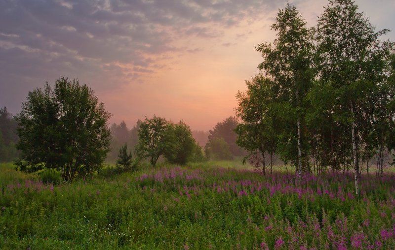 Иван-чай фото превью