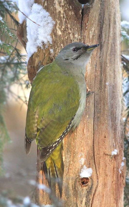седой,лосиный остров,, Михаил Крюков