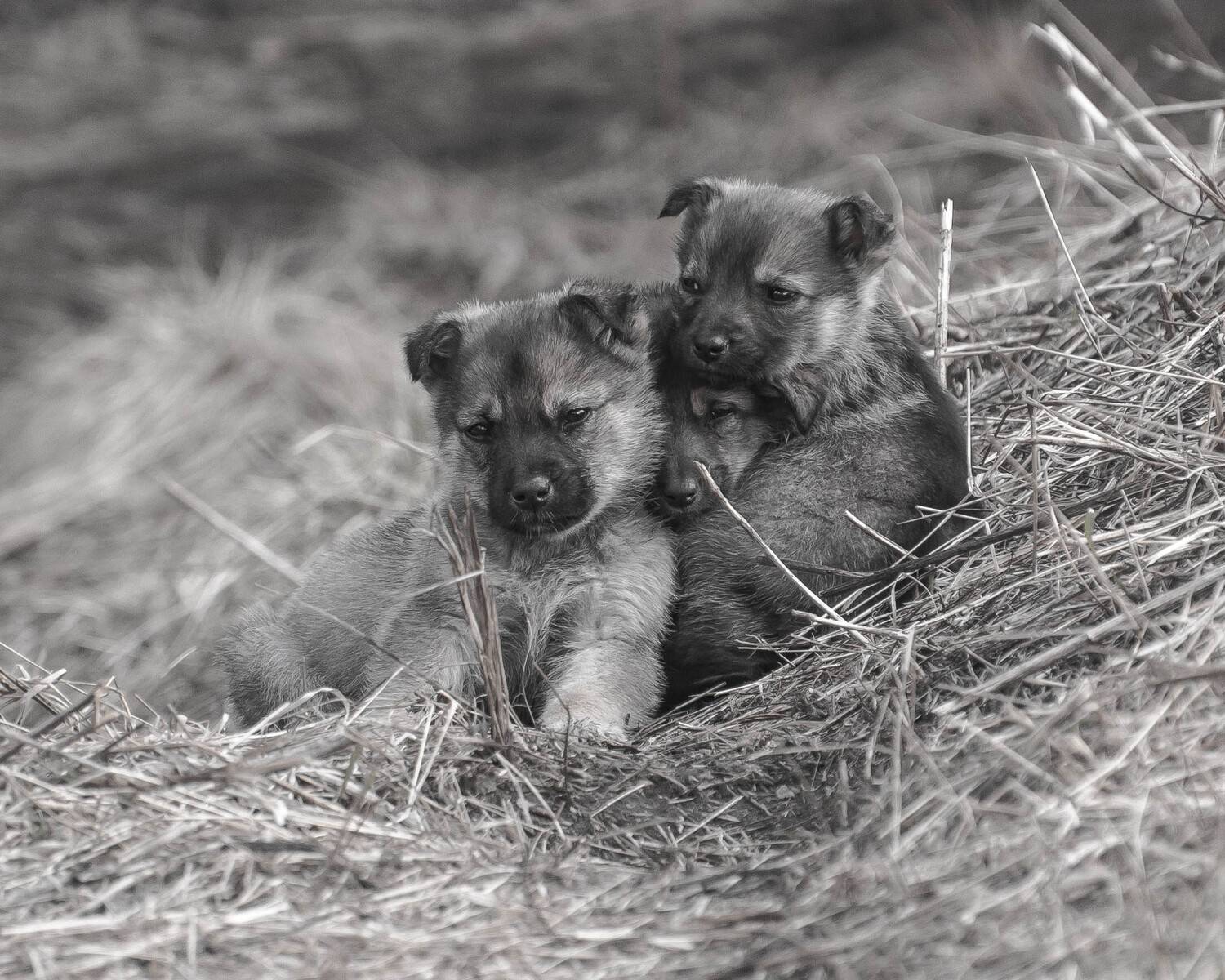 , Суслов Дмитрий