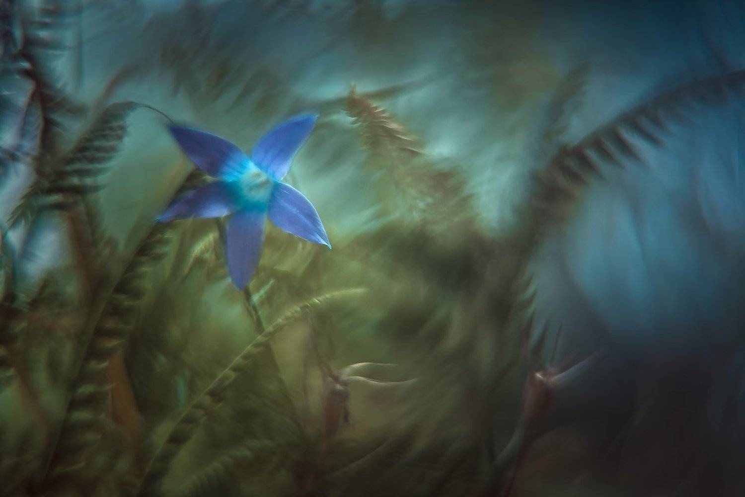 nature, flower, Gabriel Prescornita