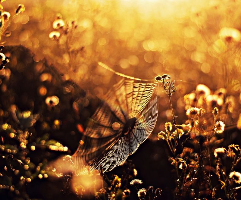 nature, morning, macro, cobweb Macro* фото превью