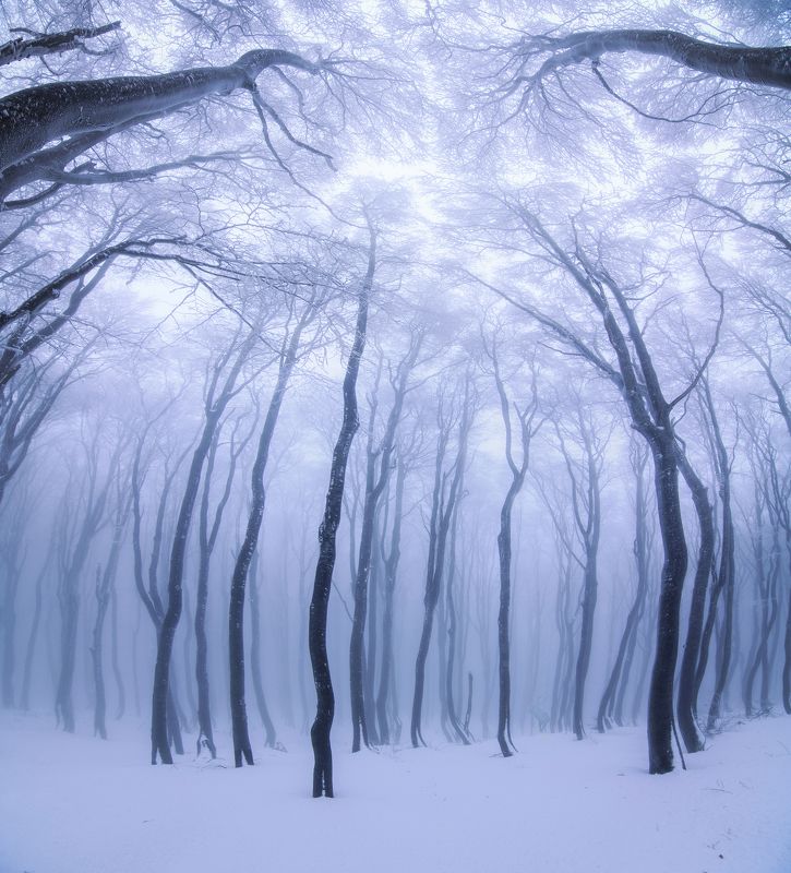 forest, winter, snow, fog, foggy , tree , landscape , beautiful , nikon , tokina , balkan, buzludzha , Forest fairytales фото превью