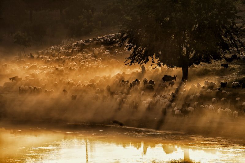 dicle batman,sürü,landscape,animal,river esek фото превью