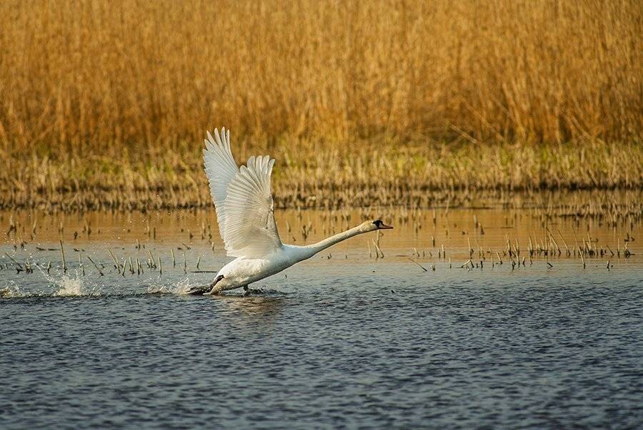 , Юрий Кулаков