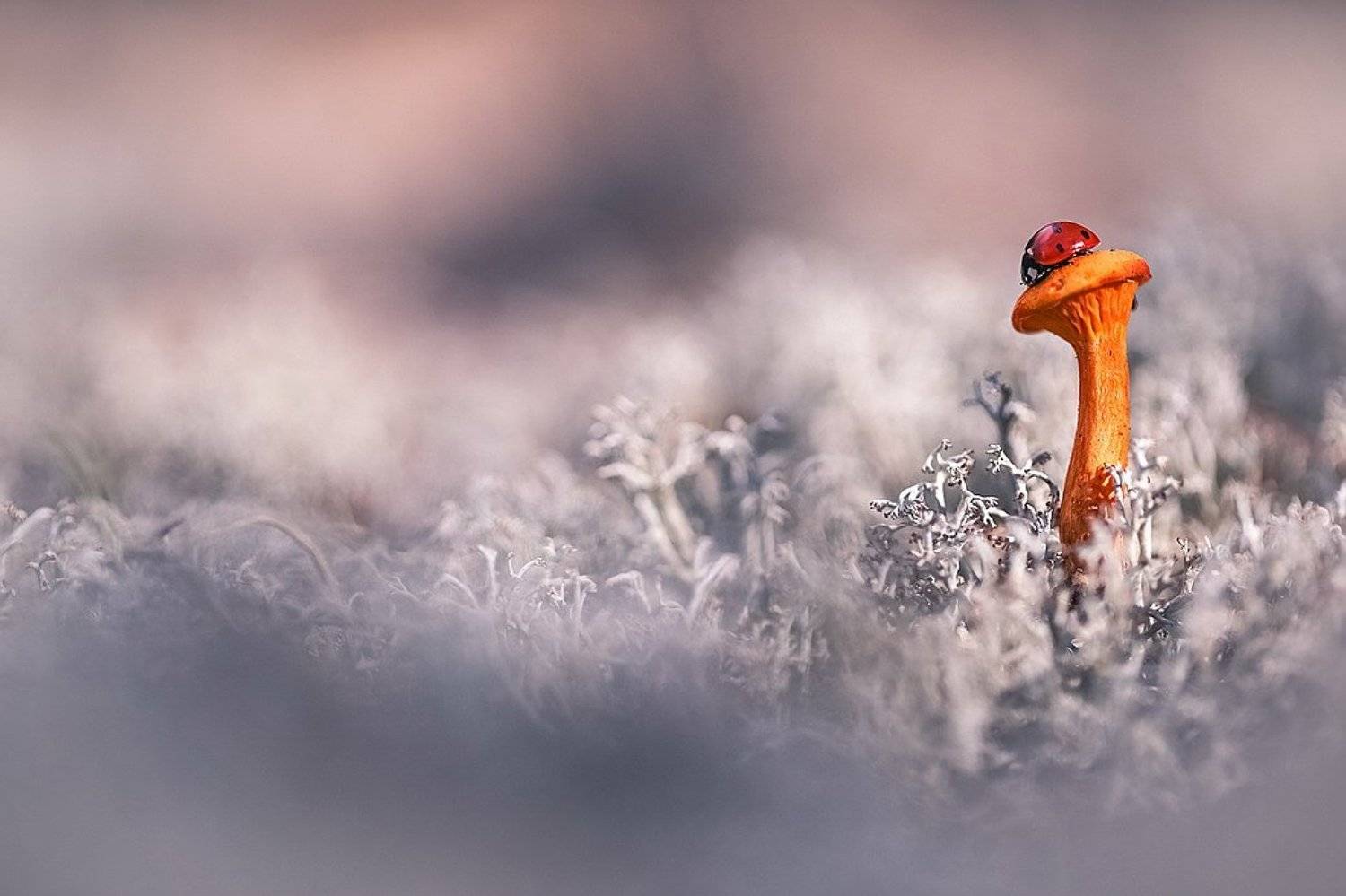 , Вячеслав Мищенко