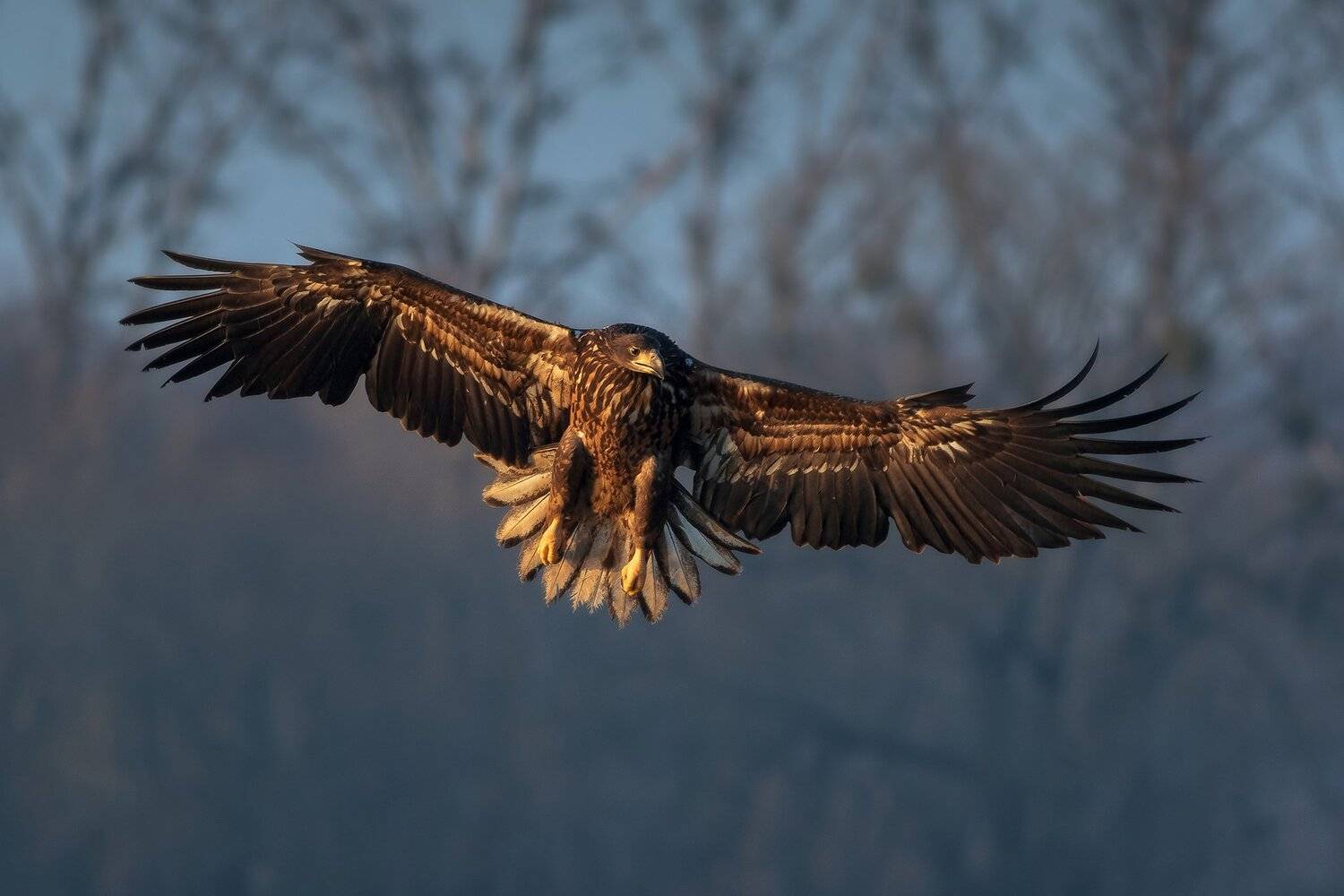 , Łukasz Sok&oacute;ł