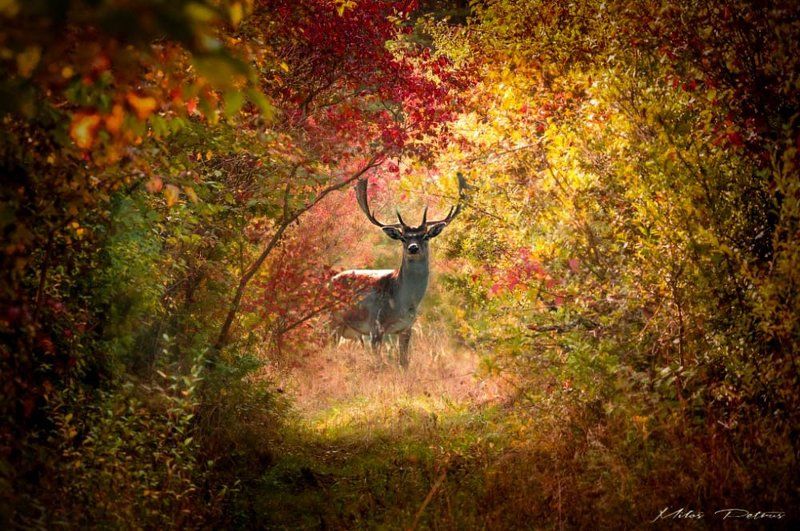 V jesenných farbách фото превью