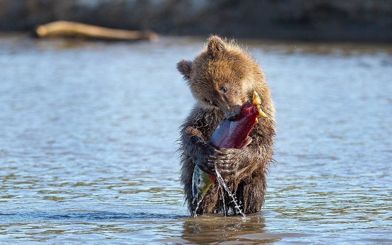 Камчатка, медведи Обнимашки фото превью