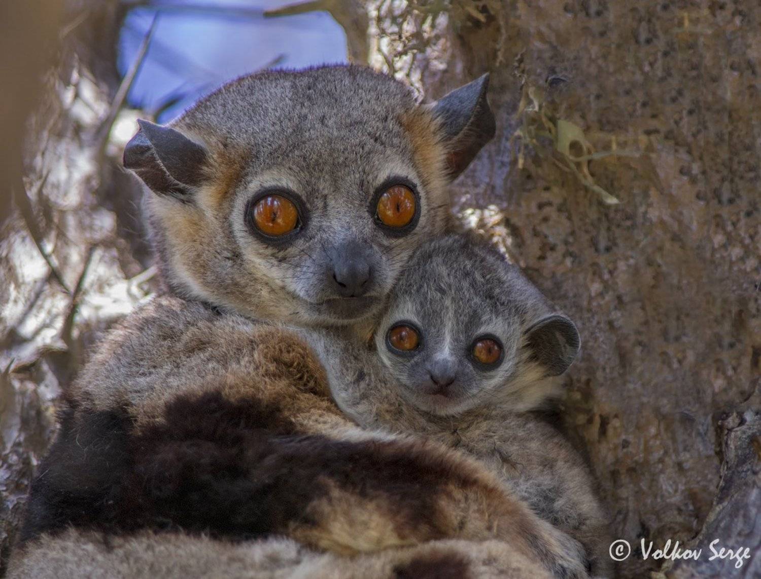 мадагаскар, лемуры, дикая природа, дикие животные, wildlife, фотоохота, Сергей Волков