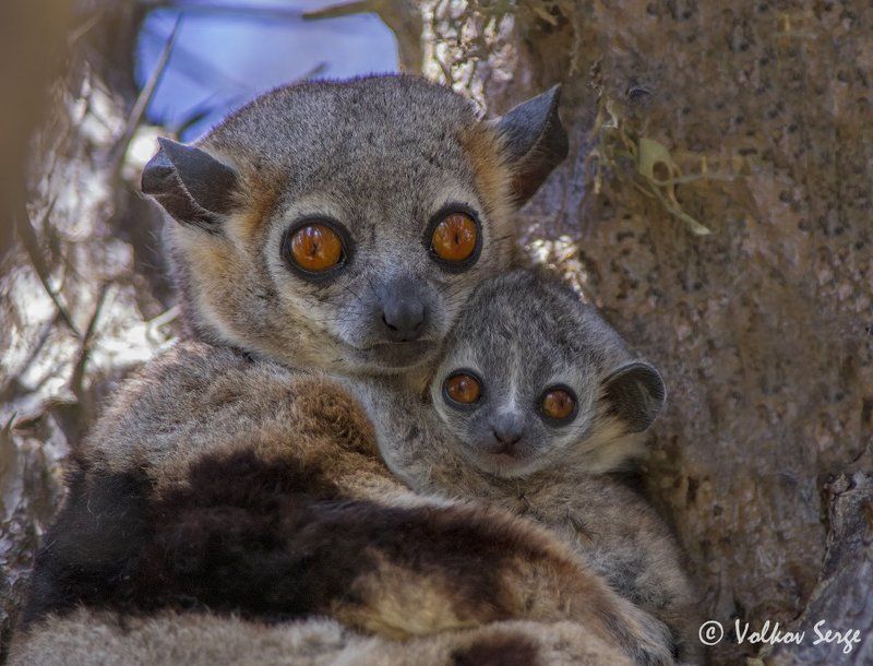 мадагаскар, лемуры, дикая природа, дикие животные, wildlife, фотоохота Обнимашки фото превью